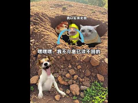 猫の動画サムネイル - 让你的好兄弟好姐妹看看奥#有趣 #猫meme #猫meme剧场 #猫meme小剧场 #内容过于真实  #故事 #貓 #猫猫meme小剧场 #喵不可言