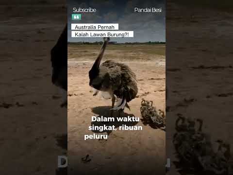 Australia Pernah Kalah Lawan Burung?! #shorts #shortvideo #faktaunik