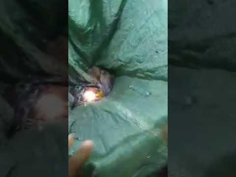 nã ca su bắn gà rừng #youtuber