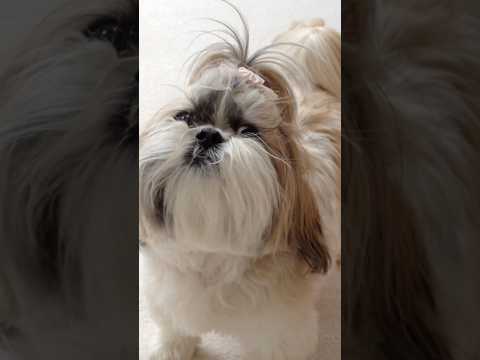 Shih Tzu Howling Triggered by a Squeaky Toy! 🎶🤣