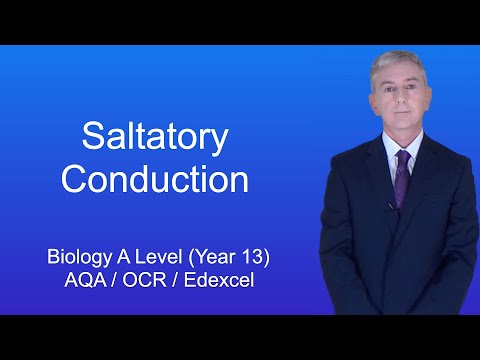 A Level Biology Revision (Year 13) “Saltatory Conduction”