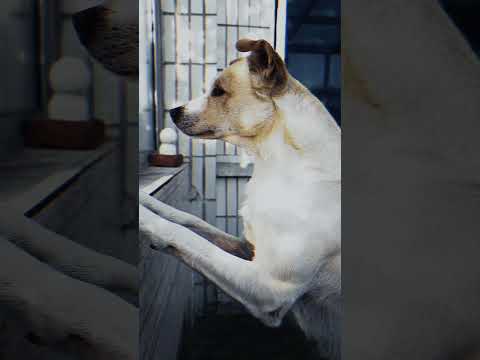 Backyard God of War Xiaobai makes a stunning appearance but king Charles still topes.