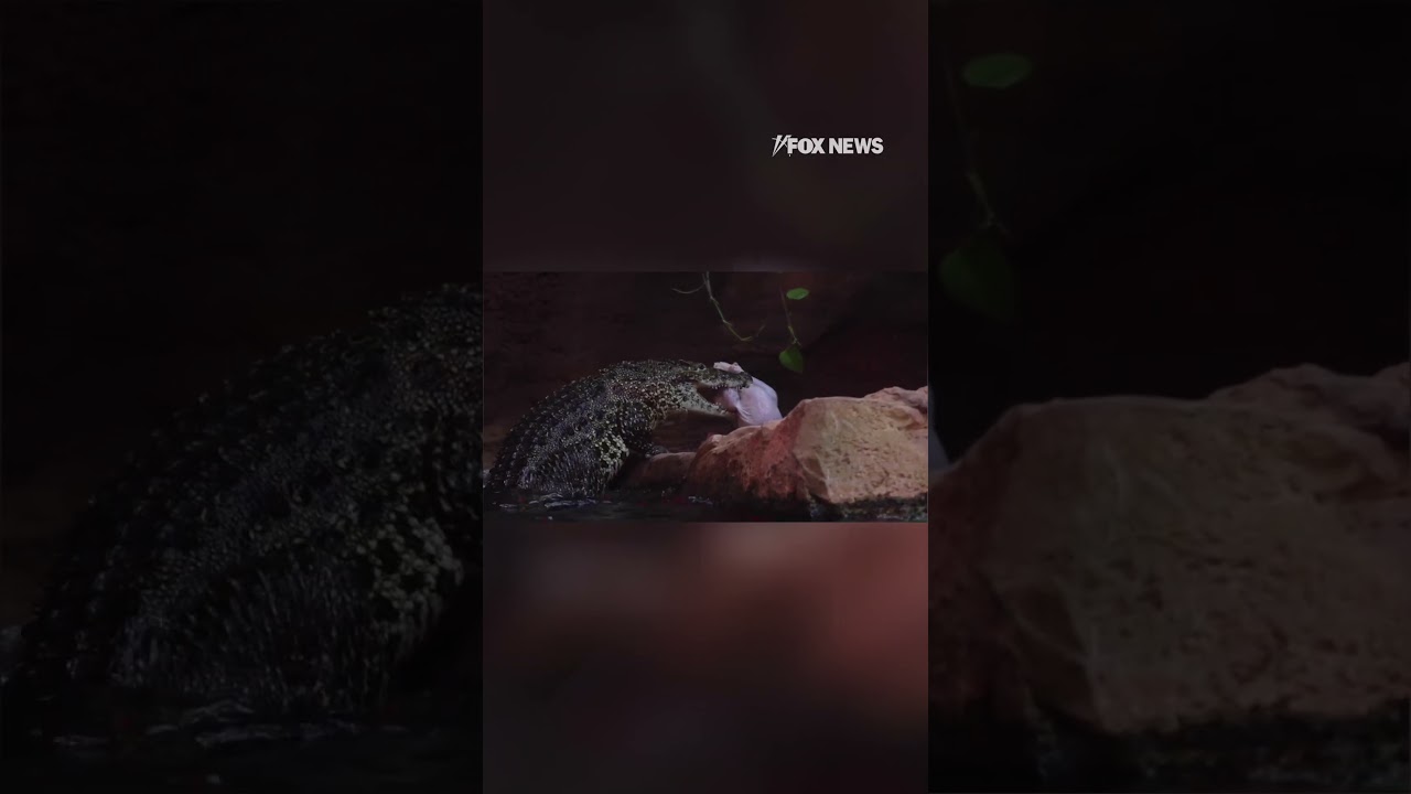 WILD TURKEY CHASE: Crocodile leaps to the occasion #shorts #foxnews #news #fox