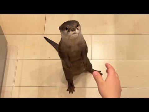 キッチンの中で人気者になるカワウソさくら Sakura the otter becomes popular in the kitchen