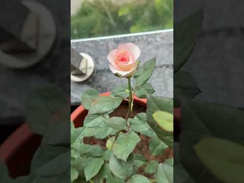 #music #song #hiphop #reels #viralvideo #subscribe #youtubeshorts #shorts #trending#ytshorts #bgm#yt