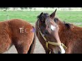 Tech Weekly: big rockets, cloned horses and holo-cops | REUTERS  - 02:01 min - News - Video