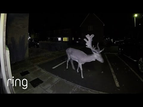 When Stags and Deer Drop in Unannounced! | RingTV