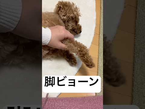 【トイプードル】完全脱力犬【日常】#トイプードル #トイプー #toypoodle #プードル #犬のいる暮らし #犬のいる生活