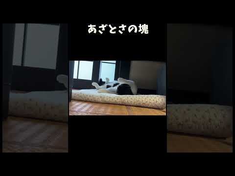 あざとさの塊な猫