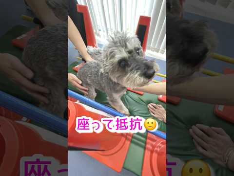 12歳ミニチュアシュナウザーの筋トレ🏋️‍♂️