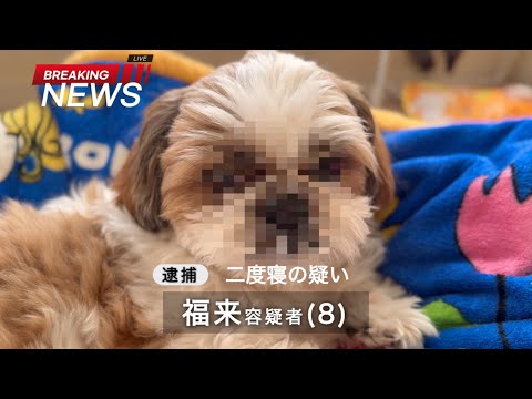 【シーズー】突然”悪い顔選手権”が開催される冬の朝ルーティン♪【犬Vlog】