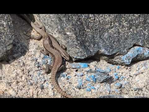 Herping in Prague, Common Wall Lizard - ještěrka zední (Podarcis muralis) 19/10/2025