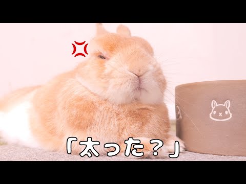 肉付きが良くなったムギに「太った？」と聞いたら怒られちゃいました【No.1700】