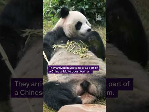 A pair of giant pandas are spending their first Christmas in Hong Kong
