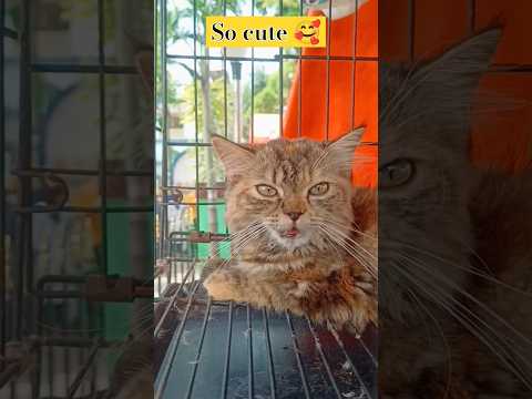 little mou🥰 #cat #littlecat #shorts #catvideos