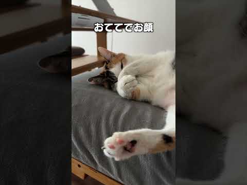 猫の動画サムネイル - 「寝てるふりしてチラリズム」猫あるあるソング