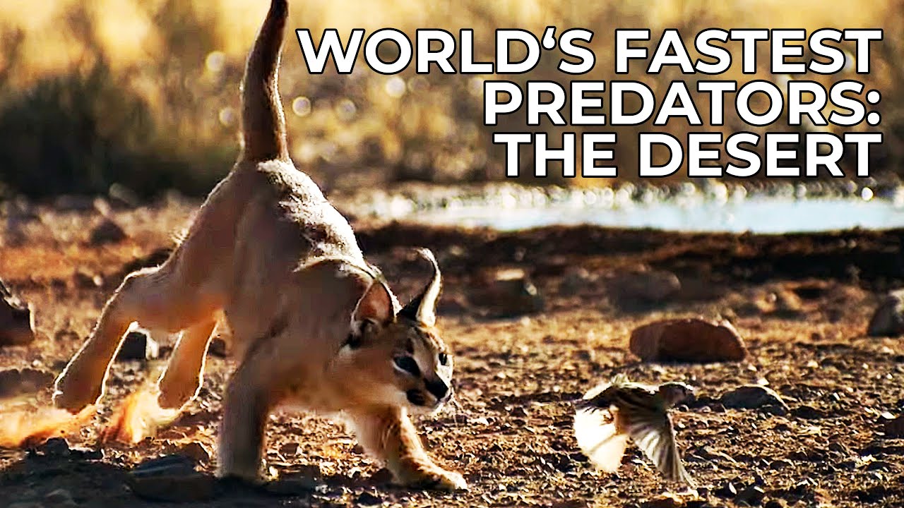 World's Fastest Predators | Episode 4: The Desert | Free Documentary Nature