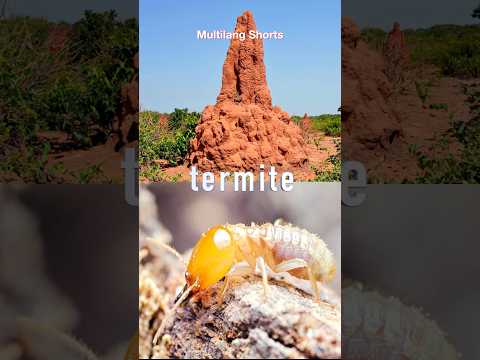 What’s a Termite? 🐜 Learn Insect Names!
