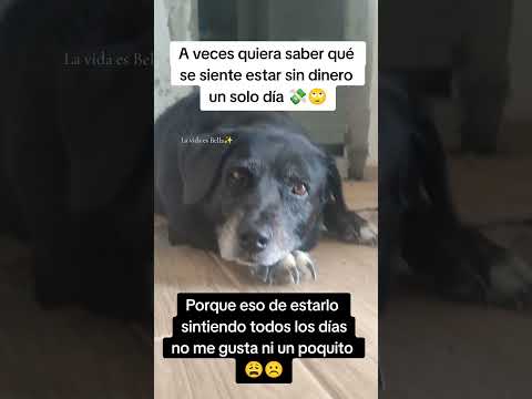 Sin una perra estoy😩💸#animalshorts #dinero #humor #memesviral #labrador #pets #dias #finanzas