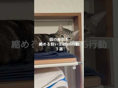 猫の寿命を延ばすための飼い主のNG行動と正しいケアのポイント サムネイル
