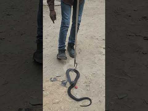 कोबरा ने उगला ज़हर 😱🐍#tigerbhaijaan #venom #snakebite #ytshorts