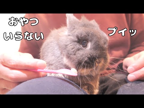 爪切り後にご褒美をあげたらプイッと拒否しちゃうミミが可愛すぎました【No.1782】