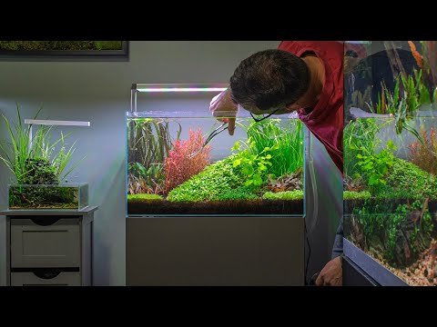 CHILL VIBES AQUASCAPE MAINTENANCE IN REAL TIME (4K PRE-ORDER AQUATIC HABITATS BOOK NOW - https_//amzn.to/416WJlj

Website - https_//www.georgefarmerstu