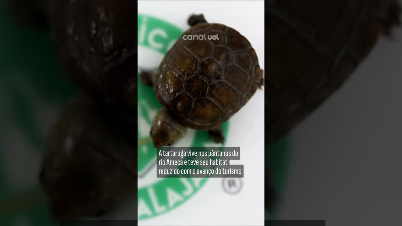 Menor tartaruga do mundo nasce no México: veja vídeo