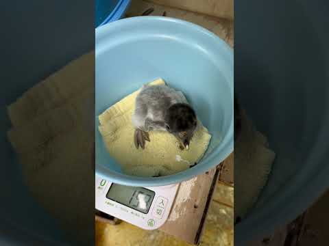 猫の動画サムネイル - 6/2ふ化🐣ジェンツーペンギン生後6日目