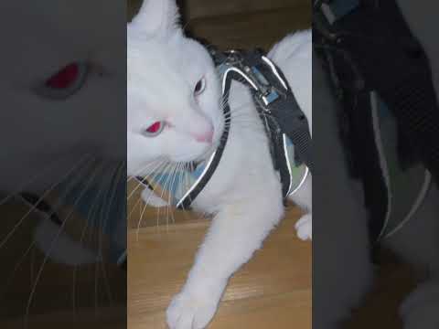 ロックオンしたレッドアイの駄々っ子まるちゃん #まるちゃん #まるハラ #駄々っ子猫