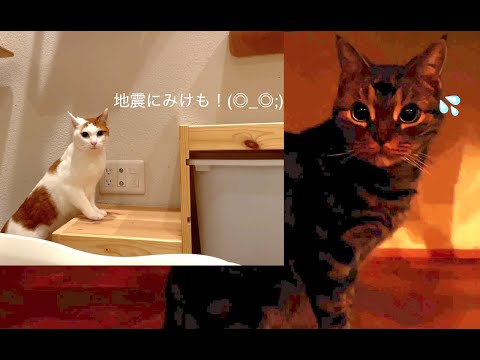 地震にびっくりしてまた寝た猫たち まとめちゅーぶ