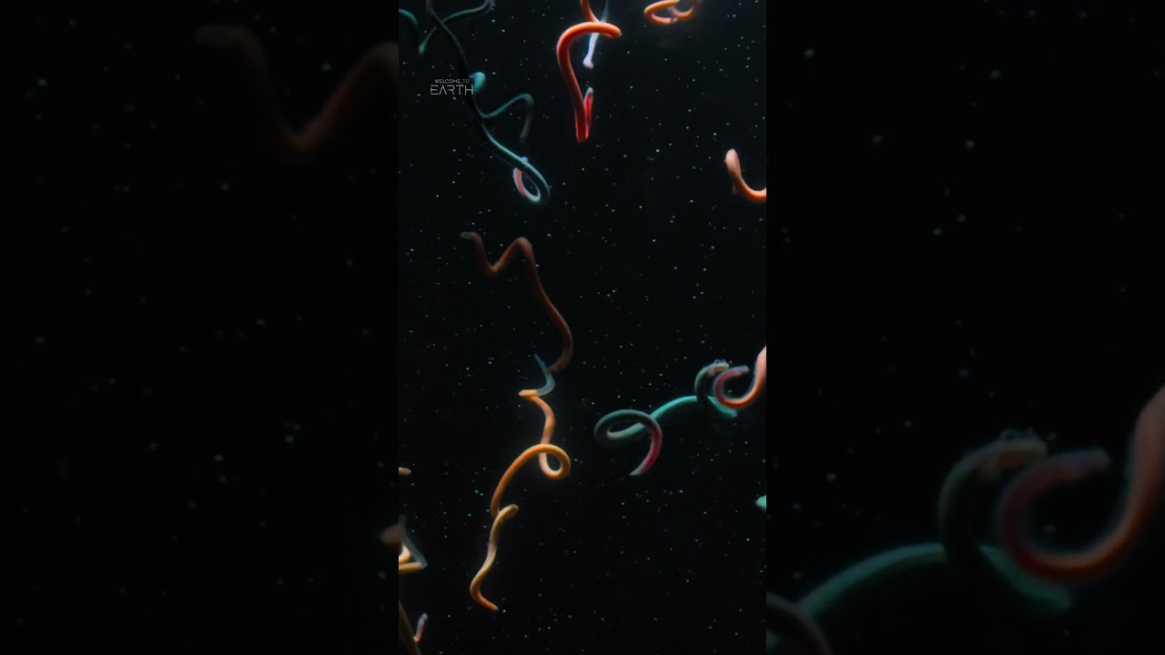 Are these palolo worms dancing?! 🤔 #WelcomeToEarth #StepIntoWonder
