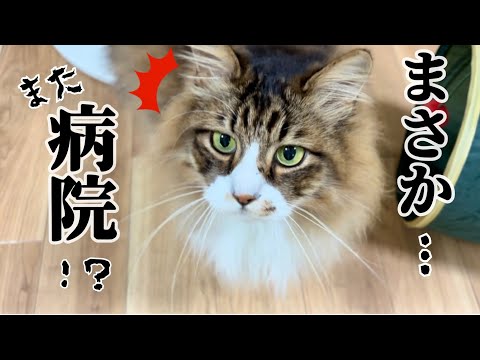 病院だと気づき逃げ惑うぽこまる💦【元野良猫まるとら&ぽこまる】
