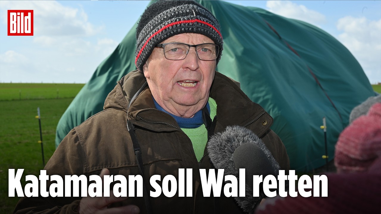 Wal-Rettung mit Katamaran: Backhaus: „Tier muss Chance zum Überleben haben“