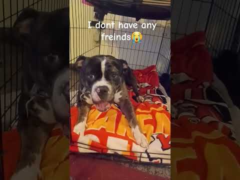 Spot doesn't have any freinds😭#cuteanimal#cutedog