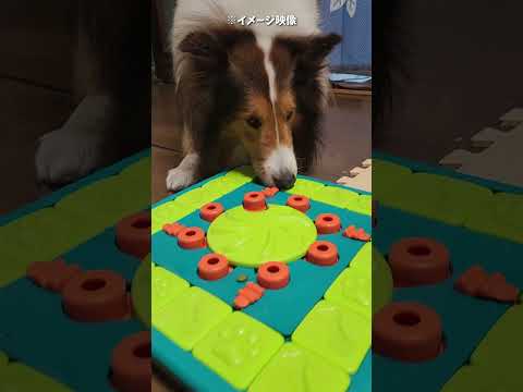 今の気分はここ！主張を曲げないシェルティ【会話ボタンでしゃべる犬】 #shorts #犬