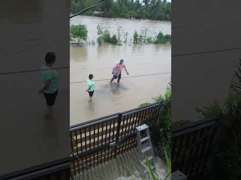 Typhoon Flood |Cats Life PH is live!