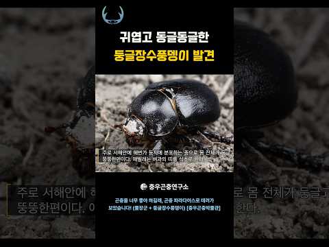둥글둥글한 둥글장수풍뎅이를 만나보세요! #shorts