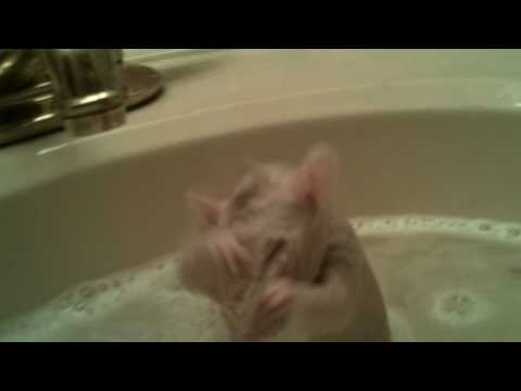 Глувче се бања