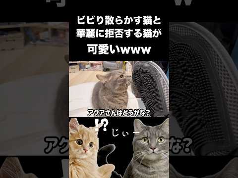 猫の動画サムネイル - これなに！？ビビる猫が可愛すぎw#shorts #猫 #猫好きさんと繋がりたい
