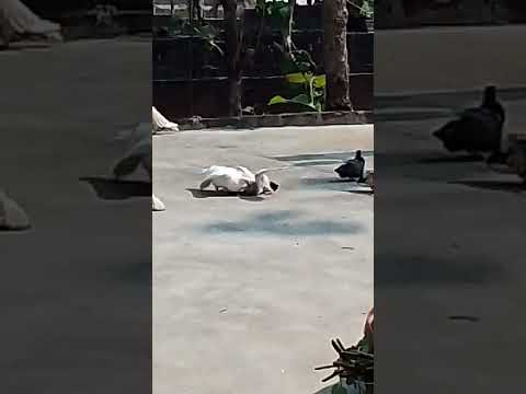 #pigeon #kabootar #kabutar #birds #pigeon lover #short feed #Kabuto🕊️🕊️👺🙆👺🦅🦅🕊️🕊️ #bird