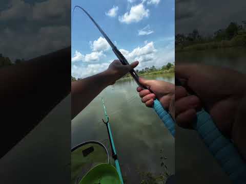 Kỷ niệm con Mè Vinh to nhất từng câu được. Có ai đụng hugo Mè Vinh chưa ạ? #ducauky #cauca #camtrai