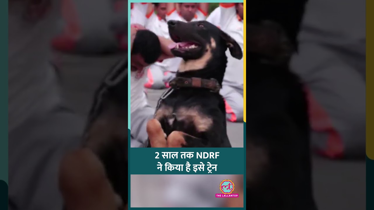 NDRF टीम के साथ Yoga करते कुत्ते का Cute Video, 2 साल से हो रहा है ट्रेन #shorts