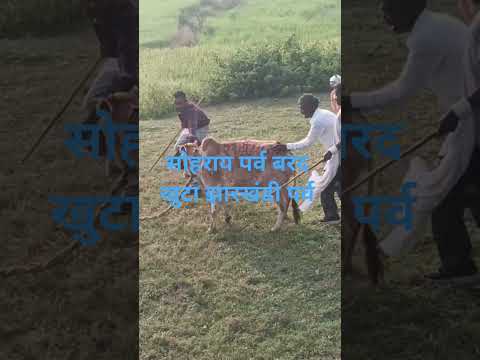 सोहराय पर्व बरद खुटा झारखंडी महापर्व