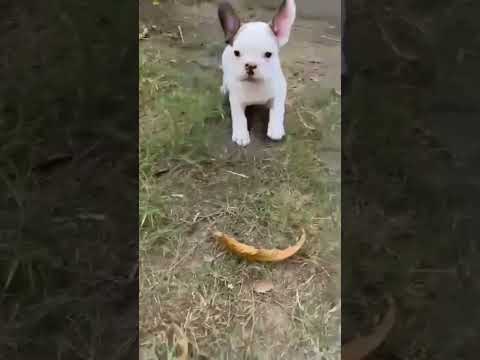 Amazing fun of cute puppies 🐶😻✌️ #short #cute #enjoy