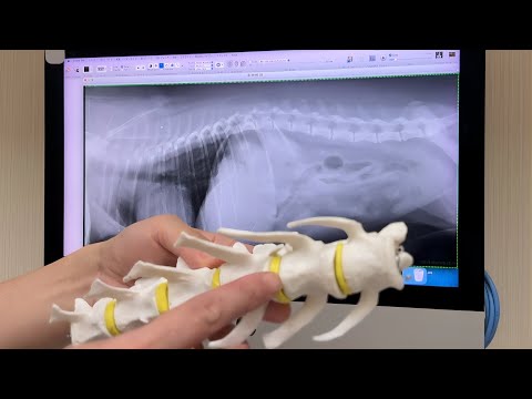 突然異変があり急遽病院で検査してきました。