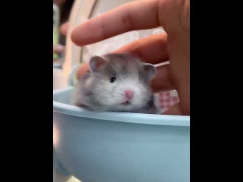 Baby why do you look so chubby#Golden Thread Bear#Cute cute#Cute to the point of explosion