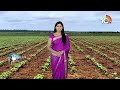 Ownership in Cotton Field | పత్తి చేలల్లో ప్రస్తుతం చేపట్టాల్సిన యాజమాన్యం | Matti Manishi | 10TV  - 03:32 min - News - Video