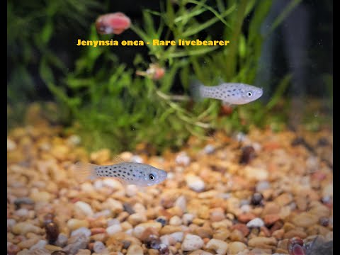 Jenynsia onca - One-Sided Jaguar Livebearer  - Rar In this video, we do a fish unboxing and introduce viewers to a very interesting and relatively rare