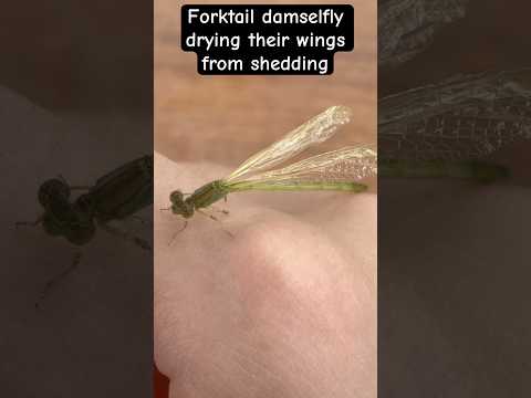 Forktail Damselfly #shorts #insects #bugs #damselfly #entomology #arthropoda